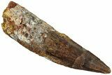 Bargain, Fossil Spinosaurus Tooth - Real Dinosaur Tooth #311156-1